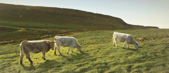 Beef-Cattle Beef Cattle