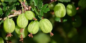 Gooseberries