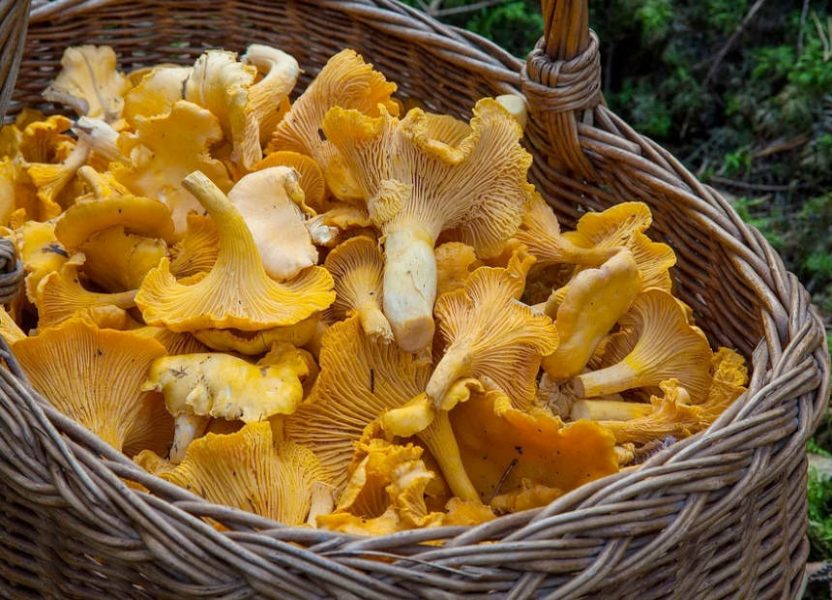 Foraged Chanterelle Mushrooms in a basket