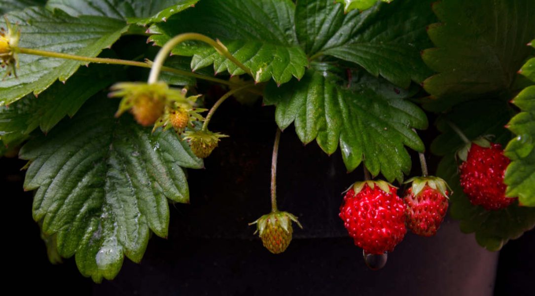 Wild Strawberries