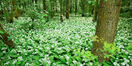 Wild Garlic