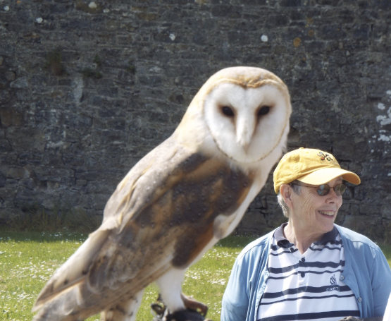 Bird-of-Prey-Owl Bird of Prey, owl