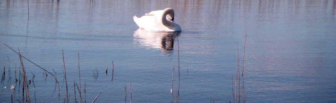 Swan on a peaceful river Shannon