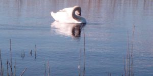 Swan on a peaceful river Shannon
