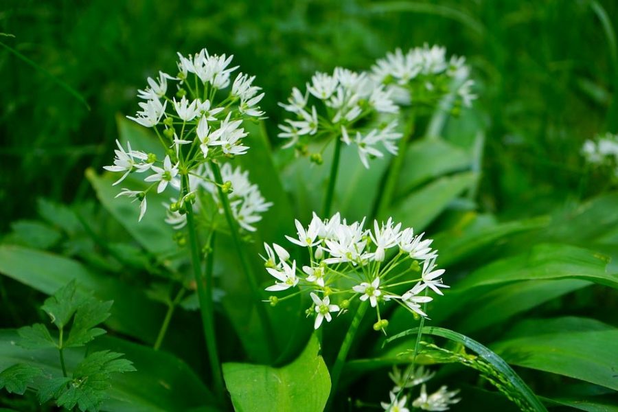 Wild Garlic