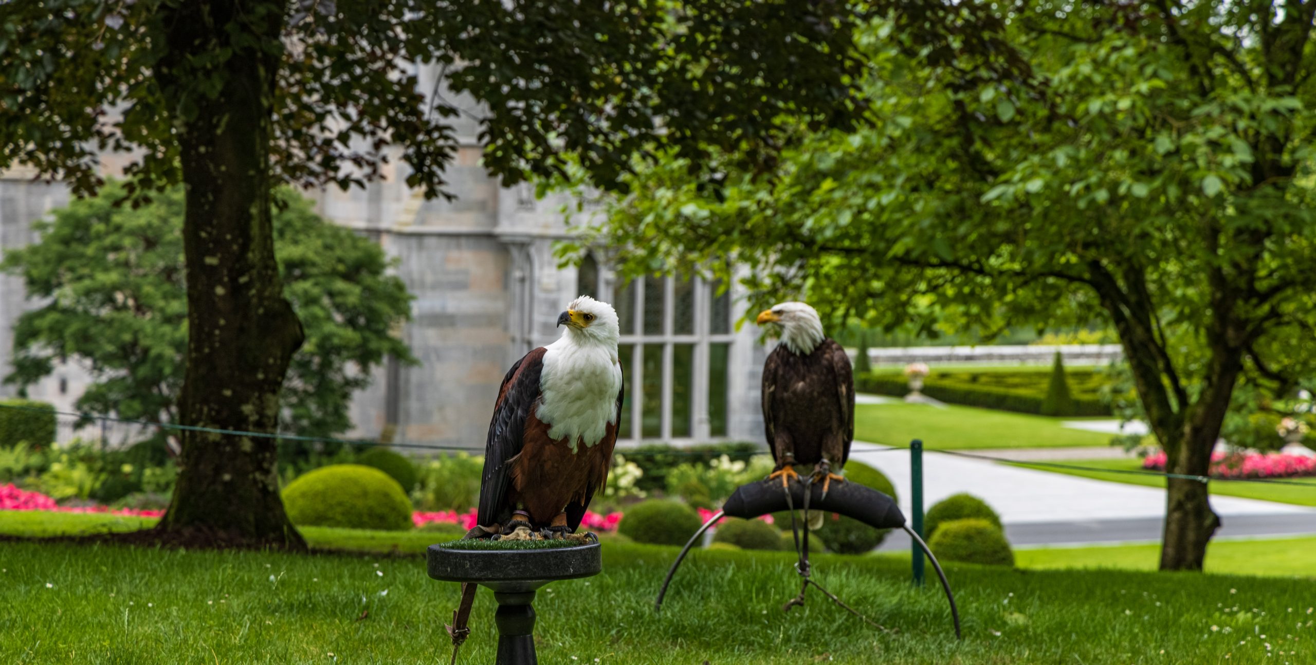 Shannon Princess Birds of Prey